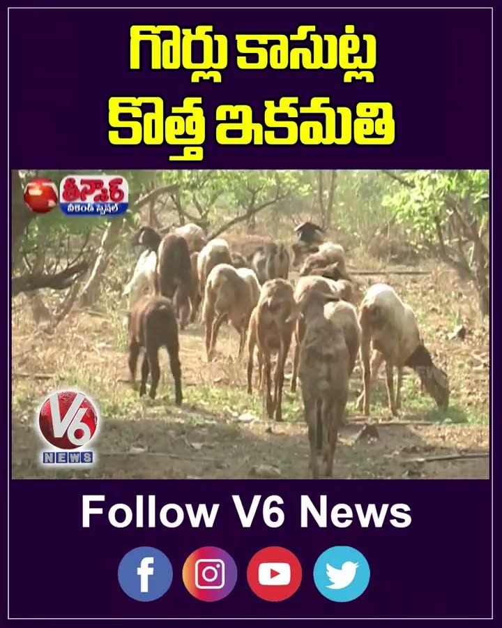 Sheep Farming Yields Handsome Profits for Entrepreneur | V6 Weekend Teenmaar