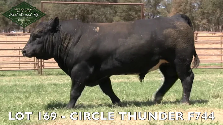 LOT 169   CIRCLE THUNDER F744