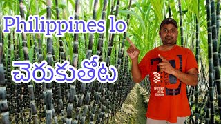 Philippines ?? lo || చెరుకుతోట || మాములుగావుండదు || youtube videos trending ||