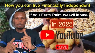 How to make millions farming palm weevil larvae in 2025