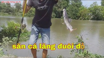 Câu cá lăng sông săn tìm những con cá lăng khủng còn trú ẩn