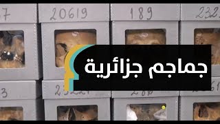 ماذا تفعل جماجم جزائرية في متحف فرنسي؟ | MaghrebVoices