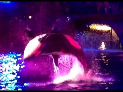 Miracles at SeaWorld San Diego 11-15-14 Part3 - YouTube