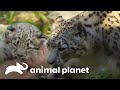 Leopardo-das-neves à espera de um filhote | O Zoológico | Animal Planet Brasil