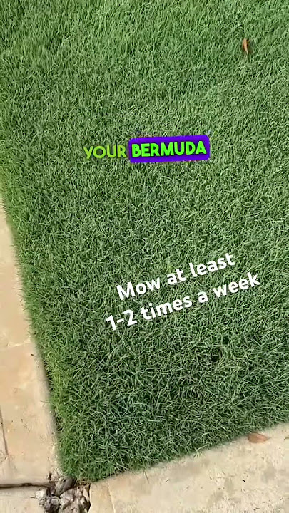 How to get a Thick Bermuda Grass Lawn