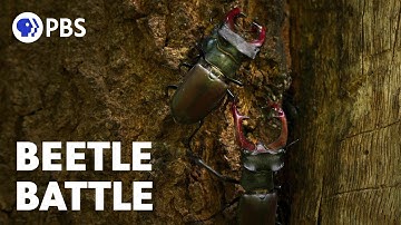 Beetles Battle Over Mate