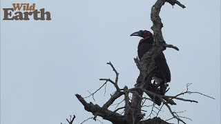 WildEarth - Sunset - 08 November 2021