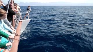 Catamaran Dolphin Tour Supercat Puerto Rico Gran Canaria