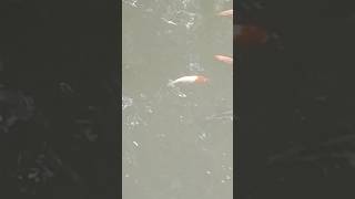 Ikan🐠🐋🐟 KOI selain membawa keberuntungan juga enak dipandang mata 😍🥰🙏👍, mohon SUBSCRIBE masbro🙏