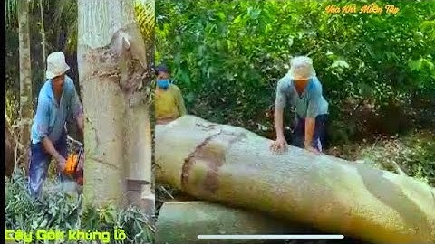 Vua Khỉ Miền Tây leo Cưa Cây Gòn khủng lâu năm tại Mỹ Đức Tây cái Bè Tiền Giang