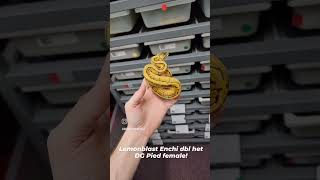 Lemonblast Enchi dbl het DG Pied girl we are raising up! #ballpython #reptile #python