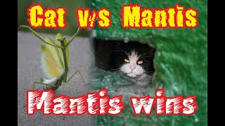 Cat vs Mantis!!! mantis wins/ cat/ insect
