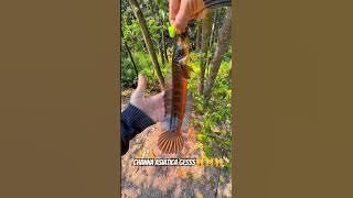 fishing for channa asiatica fish in nature gessπ€πππ #dubbing #fishing #fishing #channa