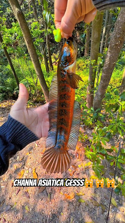 fishing for channa asiatica fish in nature gess🤔🙀🙀🙀 #dubbing #fishing #fishing #channa
