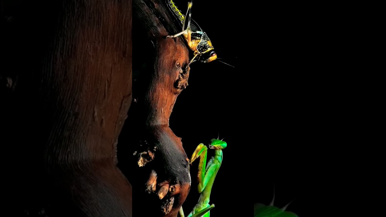 Mantis Attacked Grasshopper 