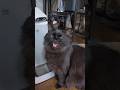 お返事モンニャッ #今日のモンニャッ #ネコ #保護猫 #cat #猫のいる暮らし