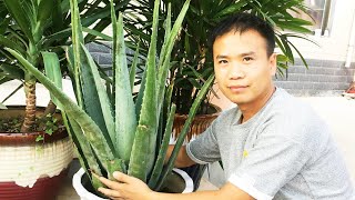 【小花匠】新鲜芦荟不能直接擦脸?那是因为你的方法不对 【小花匠】新鲜芦荟不能直接擦脸?那是因为你的方法不对