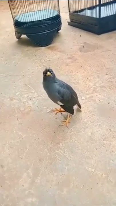 Burung Jalak Pintar Bicara Sangat Jelas