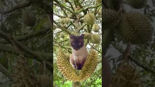 Durian tree#shorts#trending #viral #shortsvideo #trendingshorts #viralvideo #shortsfeed #tiktok