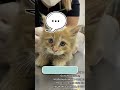 Этот рыжий котенок борется за жизнь: помогите спасти малыша! 😭 #спасение #котенок