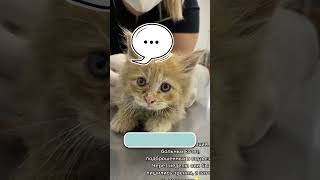 Этот рыжий котенок борется за жизнь: помогите спасти малыша! 😭 #спасение #котенок
