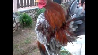 Serama Berkokok