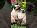 #vairalvideo #aiyoutubevideo #aivideo #shortvideo #cat #love
