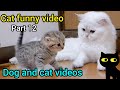 Funny cat reaction to puppies 😂😁 ll cat funny video 😺🥰 ll dog funny comedy video 📸🐕🦺🐕 kittens 😻