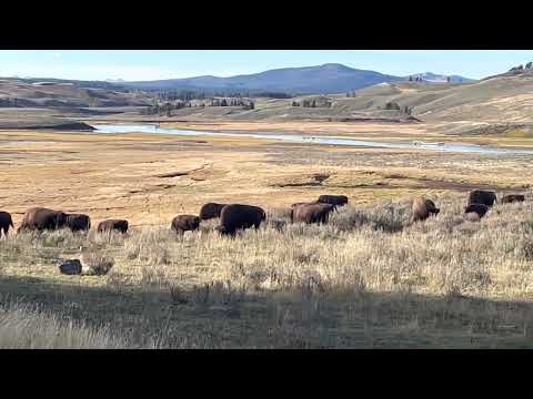 Bison Grazing in Yellowstone Park
