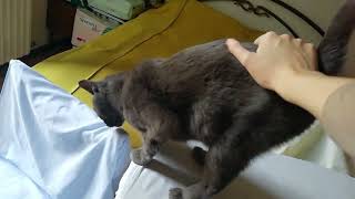 Korat cat showing me her affection