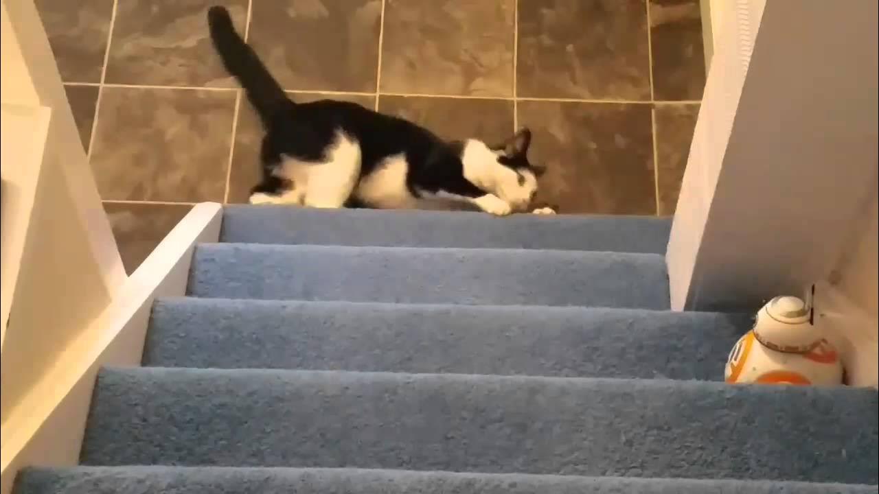 Cat scratches carpet on stairs. Carpet Doctor provides expert repairs
