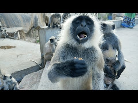 funny-monkeys.indian-langur-snatching-and-eating-food.hanuman-bandar.macaque.monkey