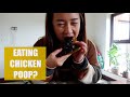 Eating chicken poo