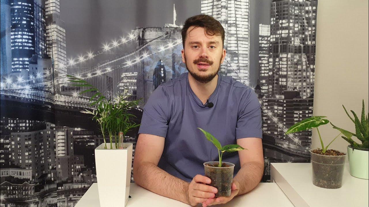 Монстера Адансона вариегатная спустя около 2 месяца. Алоказия Мишольца ...