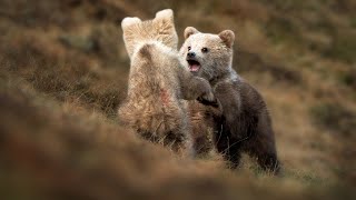 The Awakening of the Brown Bears 2023 (Medvědi v Tatrách)