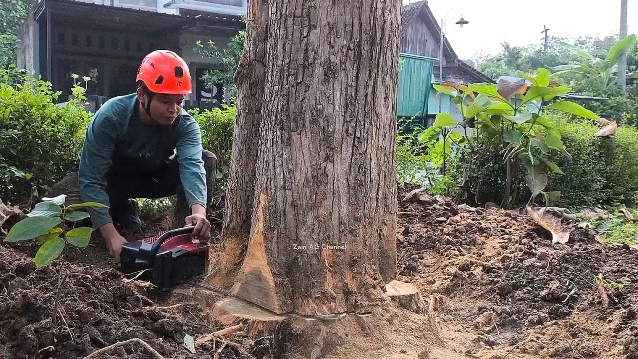 Одно дерево..!! Старое индонезийское тиковое дерево с хорошим волокном