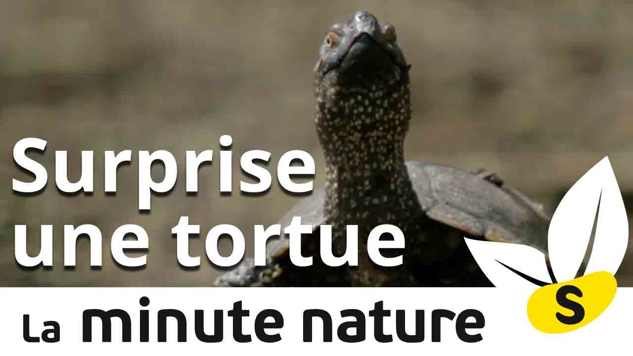 brene brown quotes Ep.14: SURPRISE UNE TORTUE