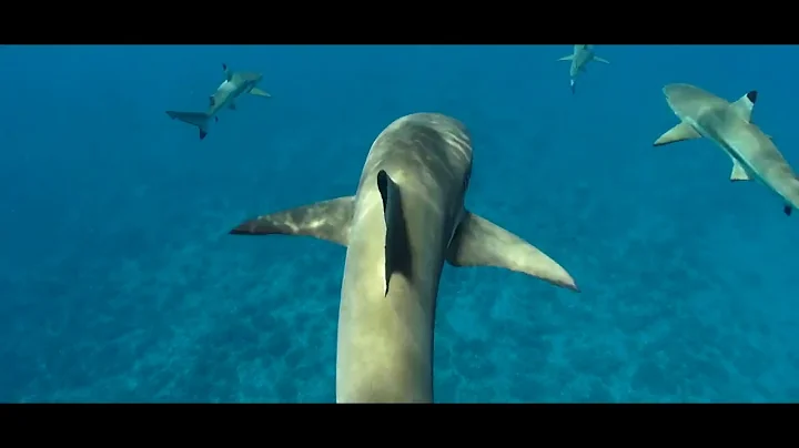 Liency and Brandon Shark Tour Bora Bora