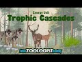 Ecosystem Balance Through Food Chains and Keystone Species
