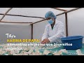 Harina de Papa: Alternativa sin Gluten que Diversifica Ingresos - TvAgro por Juan Gonzalo Angel