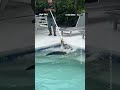 تمساح يقاوم إخراجه من مسبح منزل عائلي 