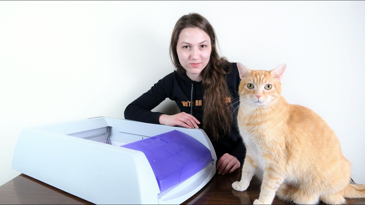 PetSafe self-cleaning litter box review: The budget option does