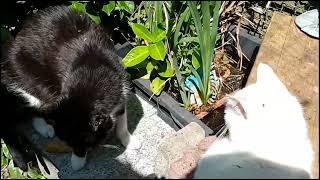 My Tortioshell cat rules the catio by Benjamin Tobies 20 views 11 months ago 3 minutes, 2 seconds
