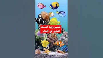 تفسير رؤيه السمك الملون في المنام 