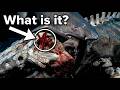 What Happens After a Whale Dies?