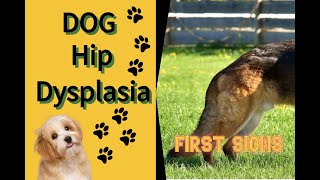 What are the first signs of hip dysplasia in dogs?