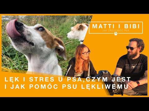 Wideo: Powyborcze Psy Po Stresie I Terapii