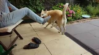 Rubia Playfull Tippytaps...