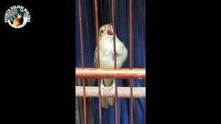 Download Lagu Sikatan Londo Gacor Terbaik MP3 Download Lagu Sikatan Londo Gacor Terbaik MP3