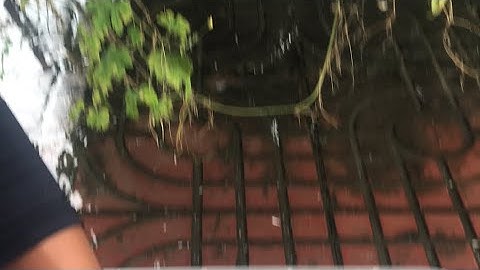 Hướng dẫn làm sạch cát ốc nhảy to tại Long Xuyên